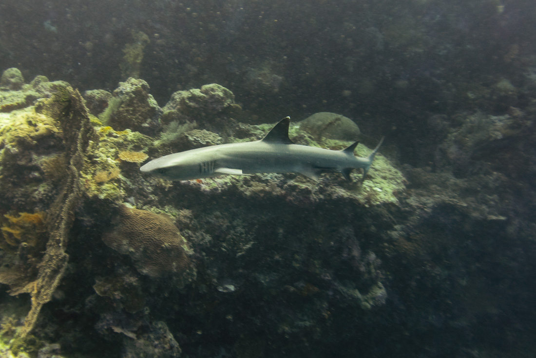  Gray Reef Shark 