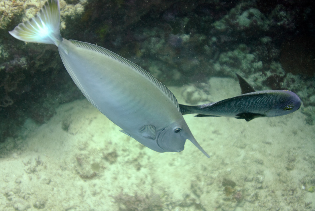  Whitemargin Unicornfish 