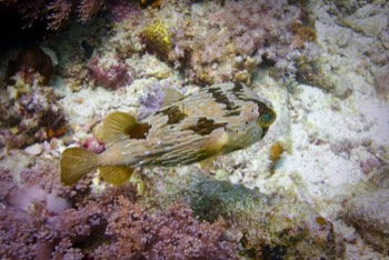  Balloon Porcupinefish 