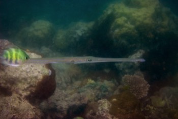  Cornetfish 