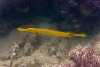  Yellow Trumpetfish 