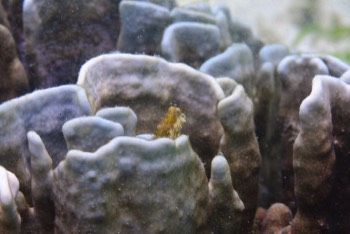  Peppered Blenny 