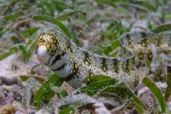  Snowflake Moray 