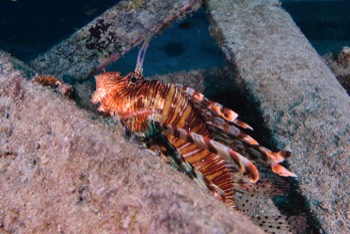  Lion Fish 