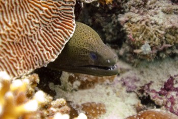  Giant Moray 