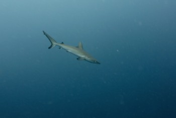  Gray Reef Shark 