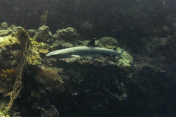  Gray Reef Shark 