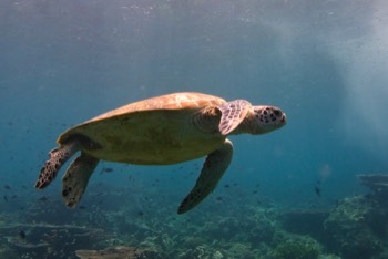  Green Sea Turtle 