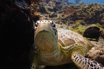  Green Sea Turtle 