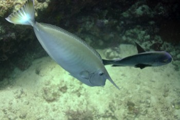  Whitemargin Unicornfish 