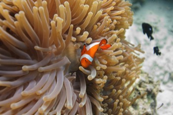  Clown Anemone Fish 