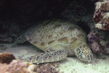  Green Sea Turtle 