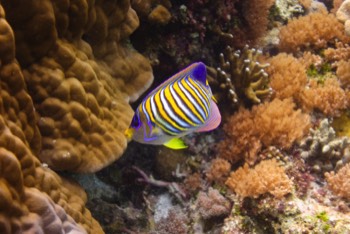  Royal Angelfish 