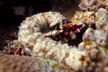  Graeffe's sea cucumber 