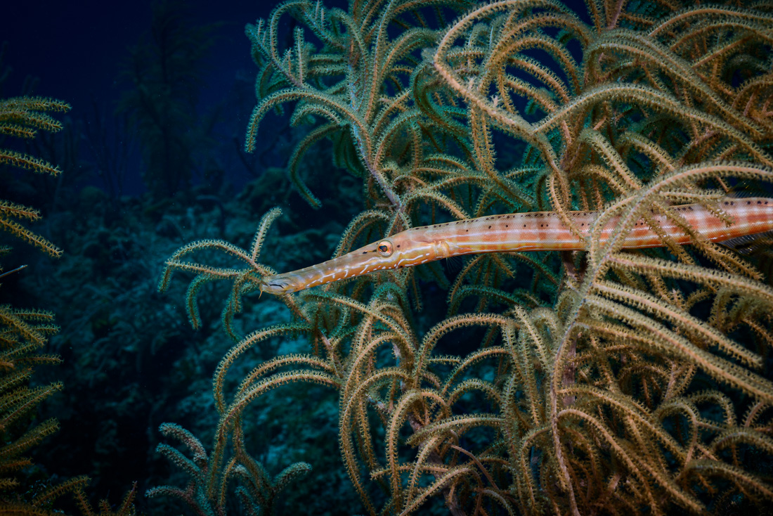 Trumpet Fish 