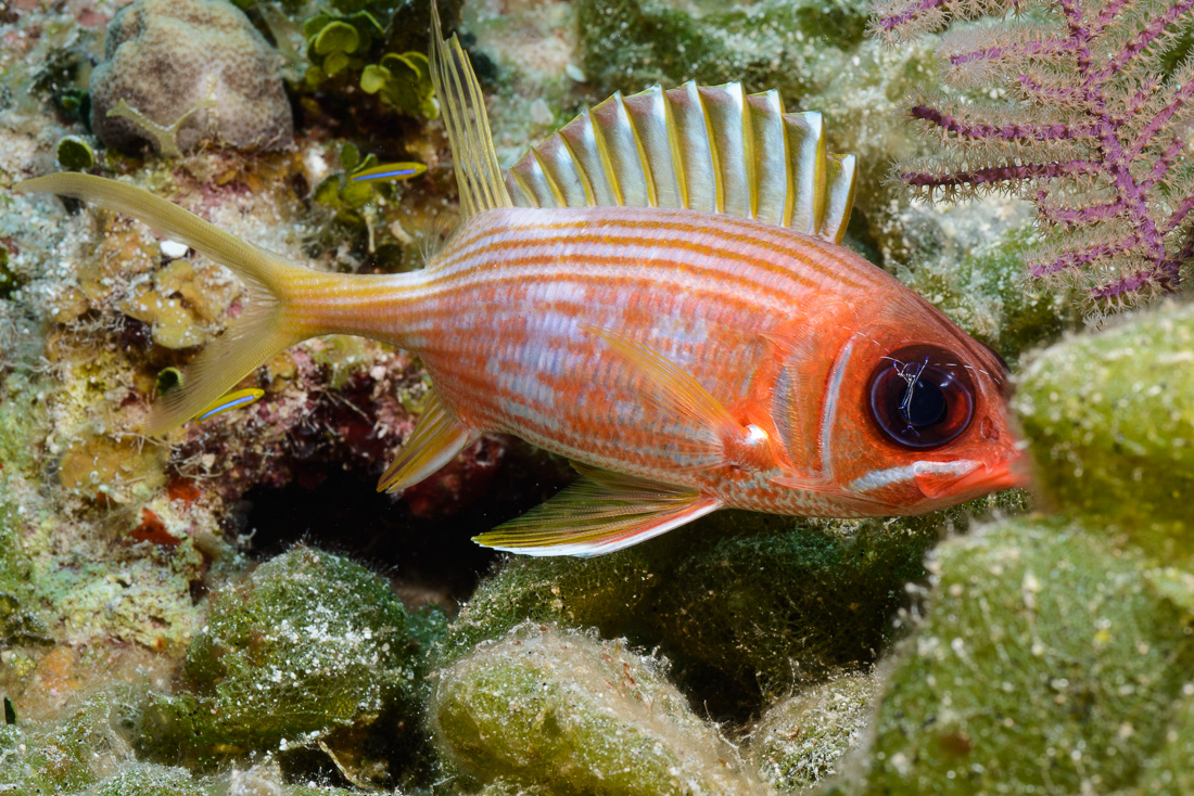  Longspine Squirrelfish with Pederson Cleanign Shrimp 