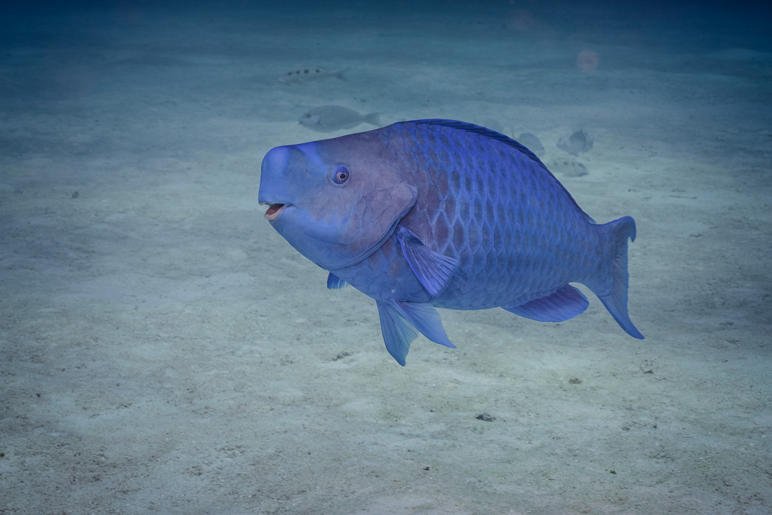  Parrotfish 