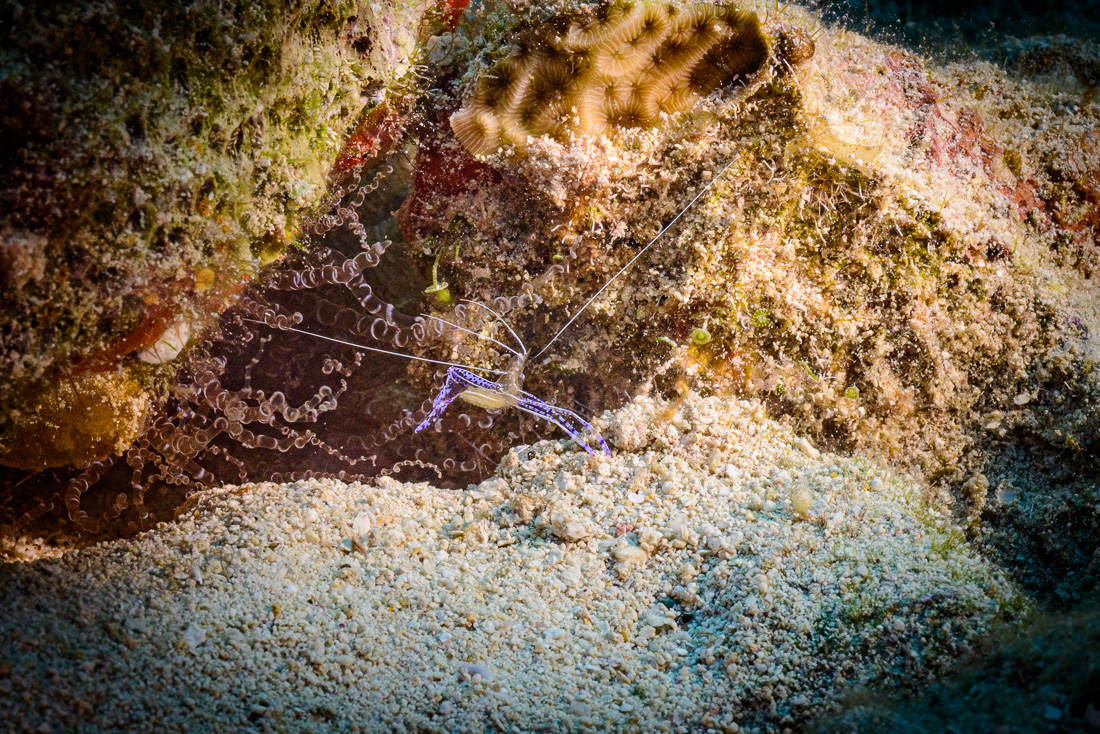  Pederson Cleanign Shrimp 