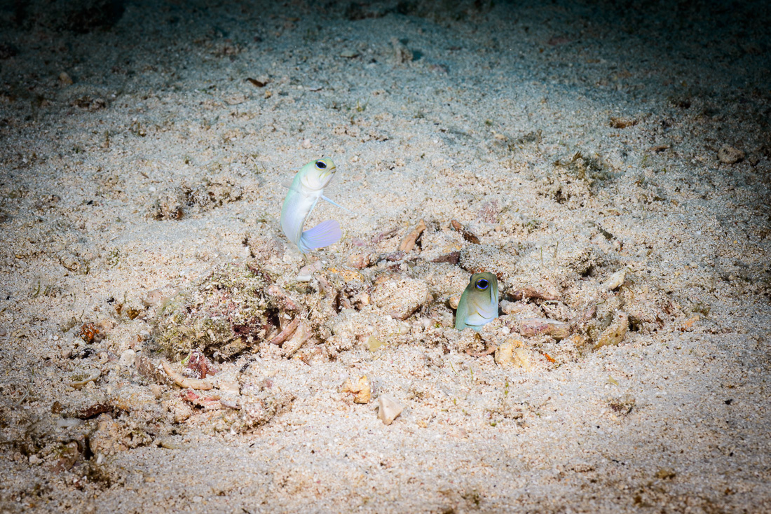  Yellowhead Jawfish 