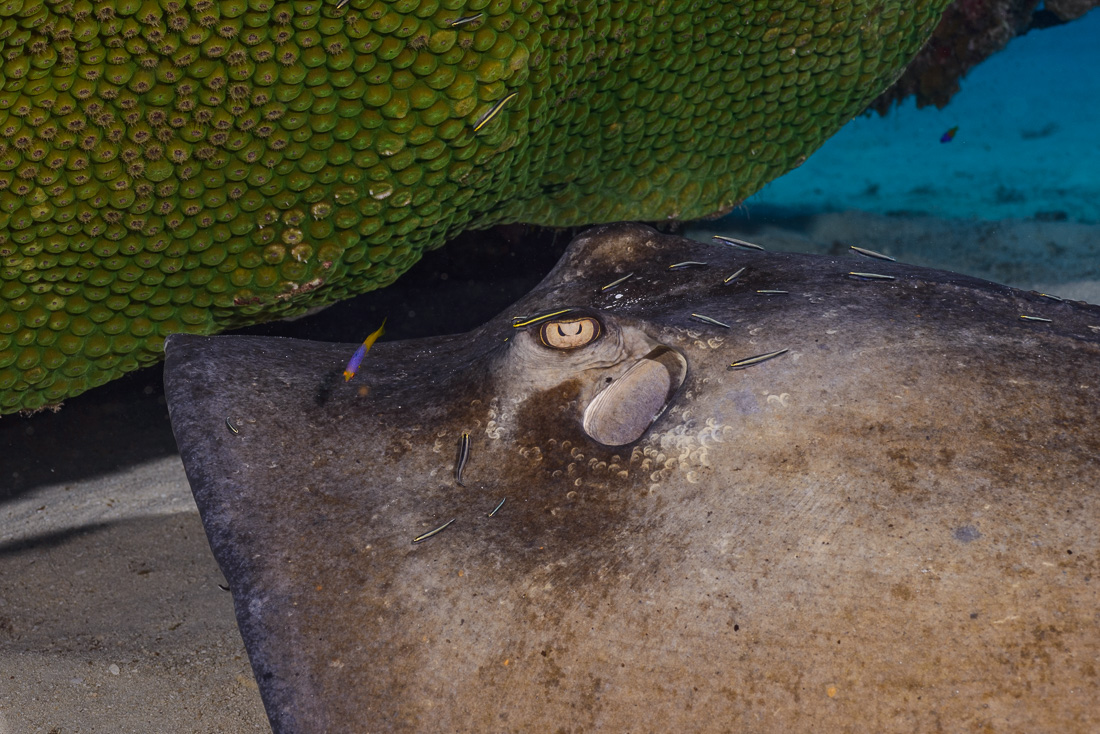  Southern Stingray 