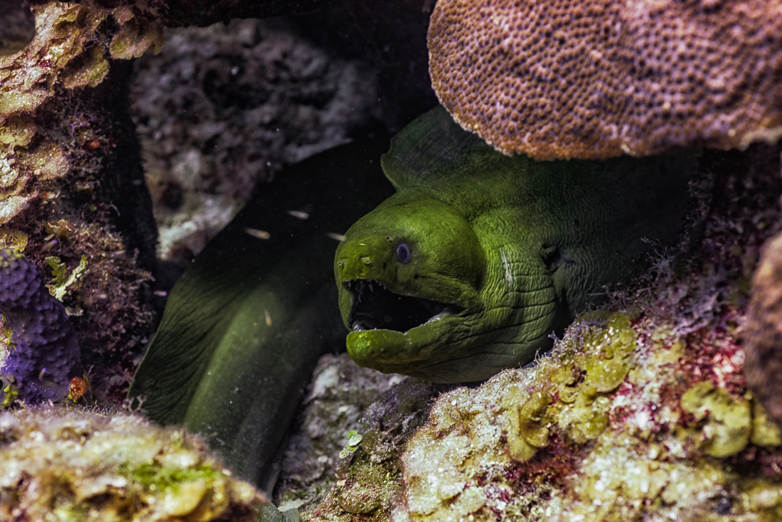  Green Moray Eel 