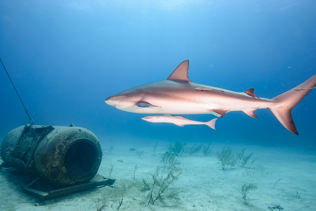  Caribbean Reef Shark 