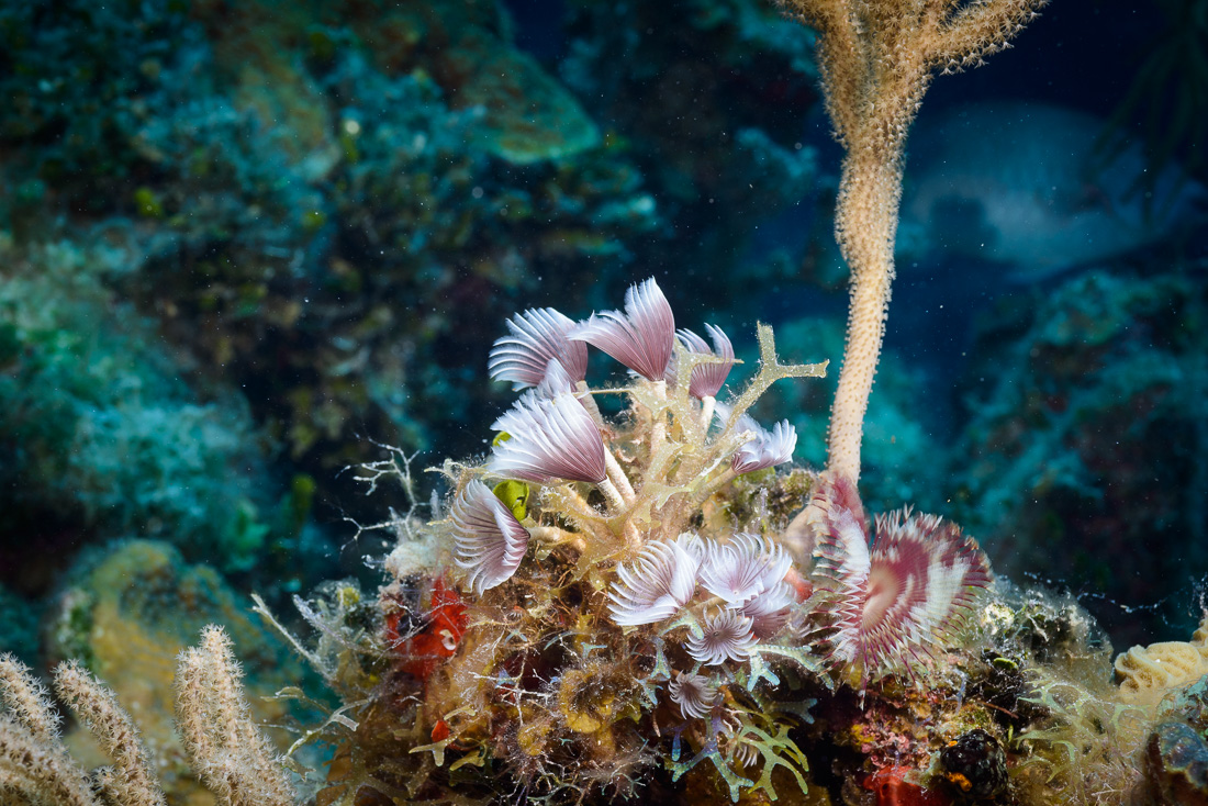  Social Feather Duster 