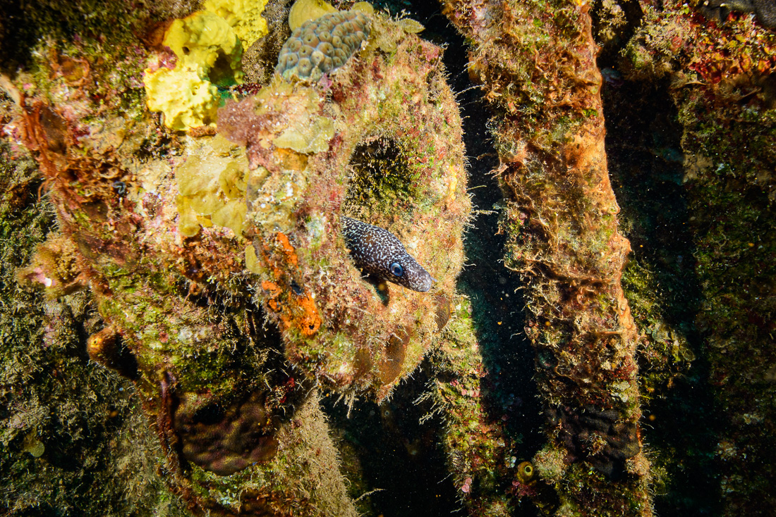  Spotted Moray Eel 