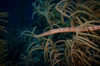  Trumpet Fish 