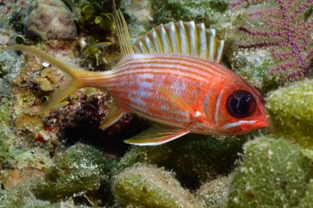  Longspine Squirrelfish with Pederson Cleanign Shrimp 