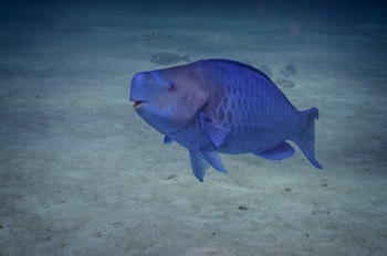  Parrotfish 