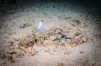  Yellowhead Jawfish 