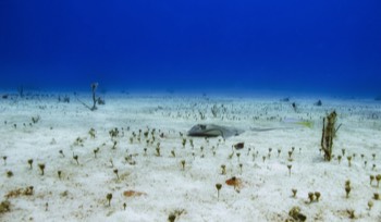  Southern Stingray 