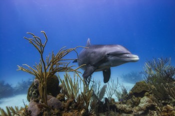  Bottlenose Dolphin 