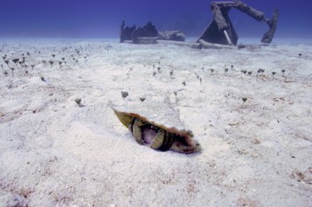  Giant Hermit Crab 