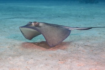  Southern Stingray 