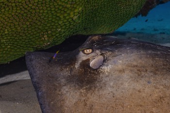  Southern Stingray 