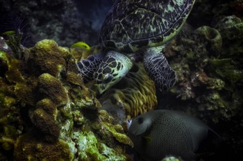  Hawksbill Turtle 