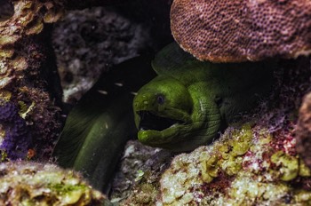  Green Moray Eel 