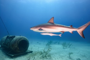  Caribbean Reef Shark 