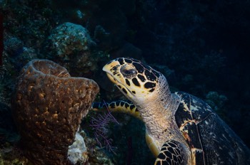  Hawksbill Turtle 