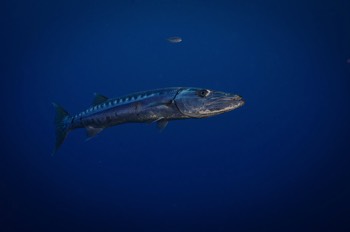  Barracuda 