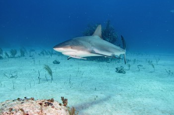  Caribbean Reef Shark 