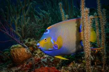  Queen Angelfish 