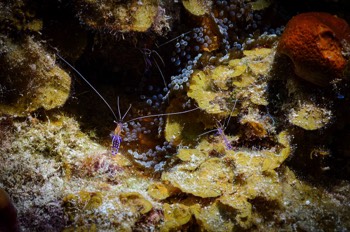  3 Pederson Cleaning Shrimp 