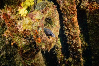  Spotted Moray Eel 