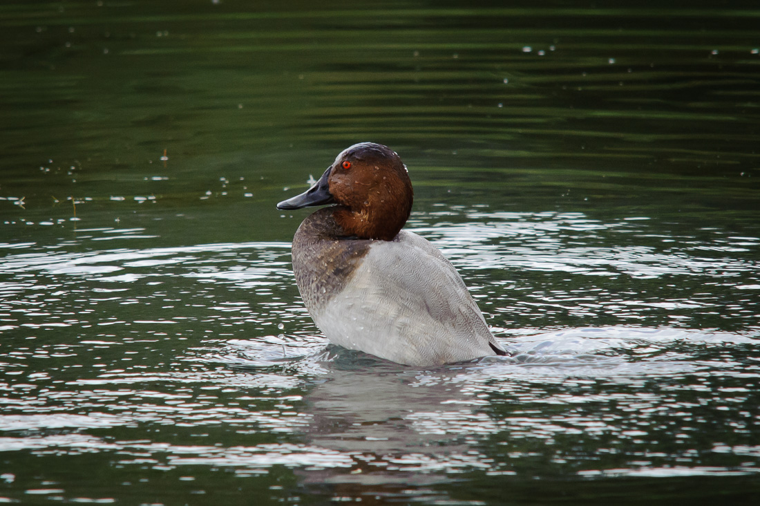  Pochard Duck 