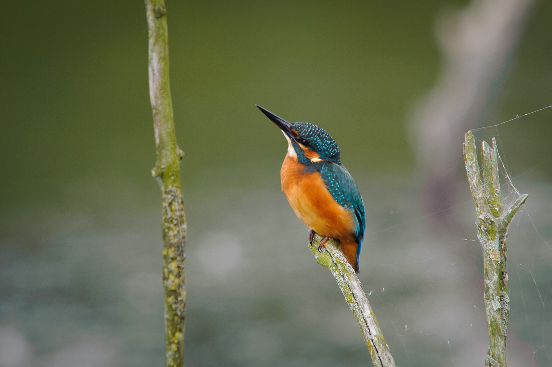  Kingfisher 