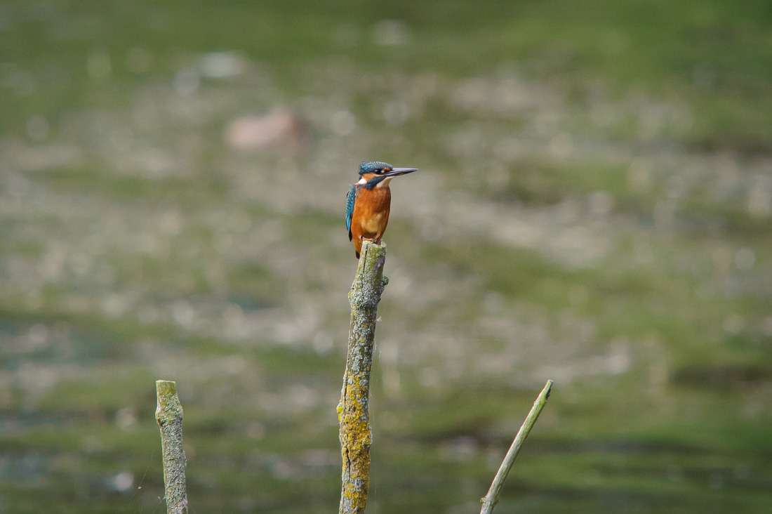  Kingfisher 