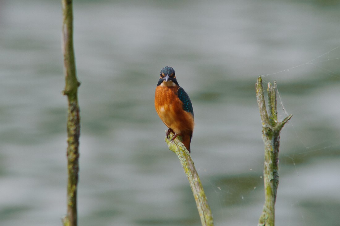  Kingfisher 